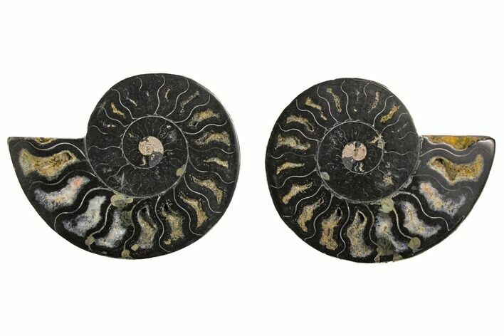 Cut/Polished Ammonite Fossil - Unusual Black Color #132628